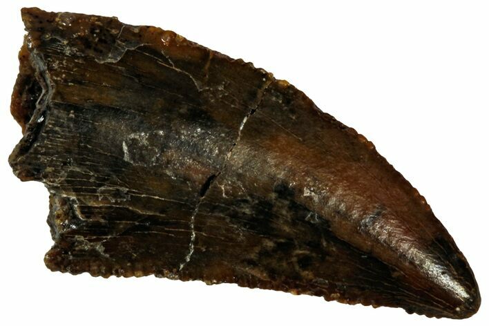 Serrated Raptor Tooth - Real Dinosaur Tooth #298266